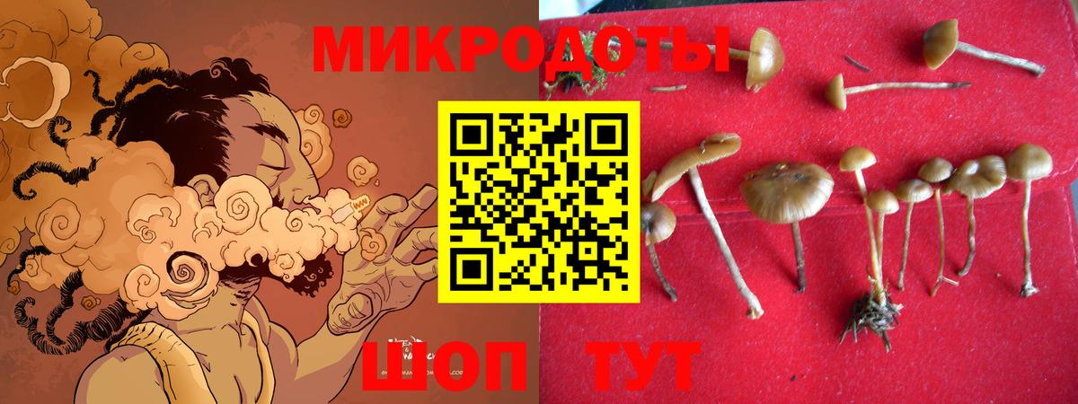 Псилоцибиновые грибы Psilocybine cubensis Киров